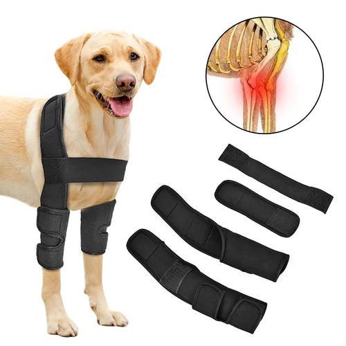 Paw Pal Support Braces