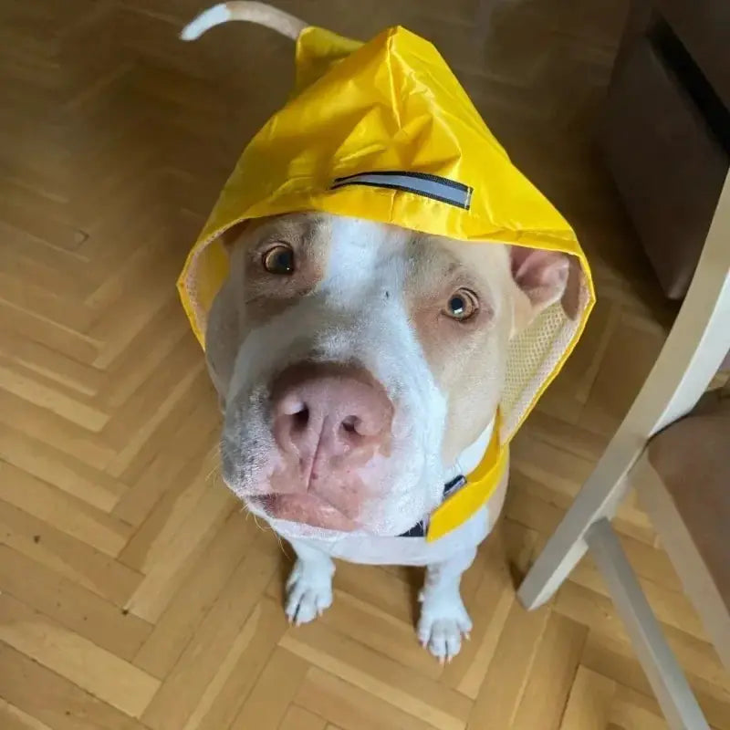 Cozy Critter Rainwear