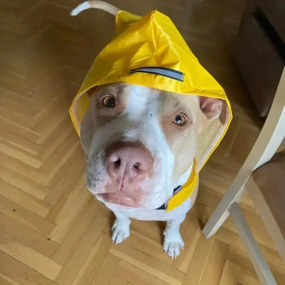 Cozy Critter Rainwear