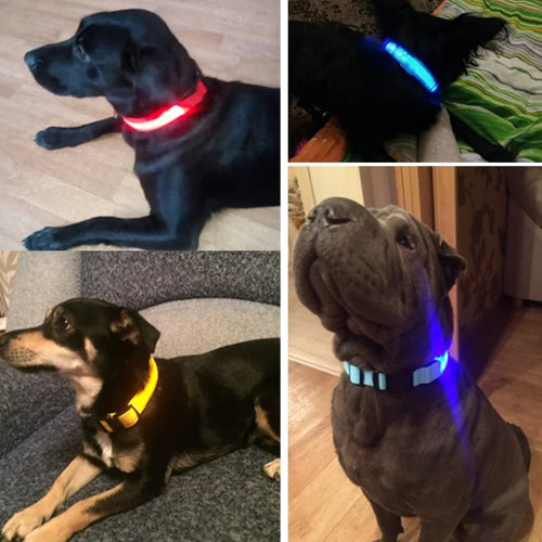 Glowing Pet Necklace