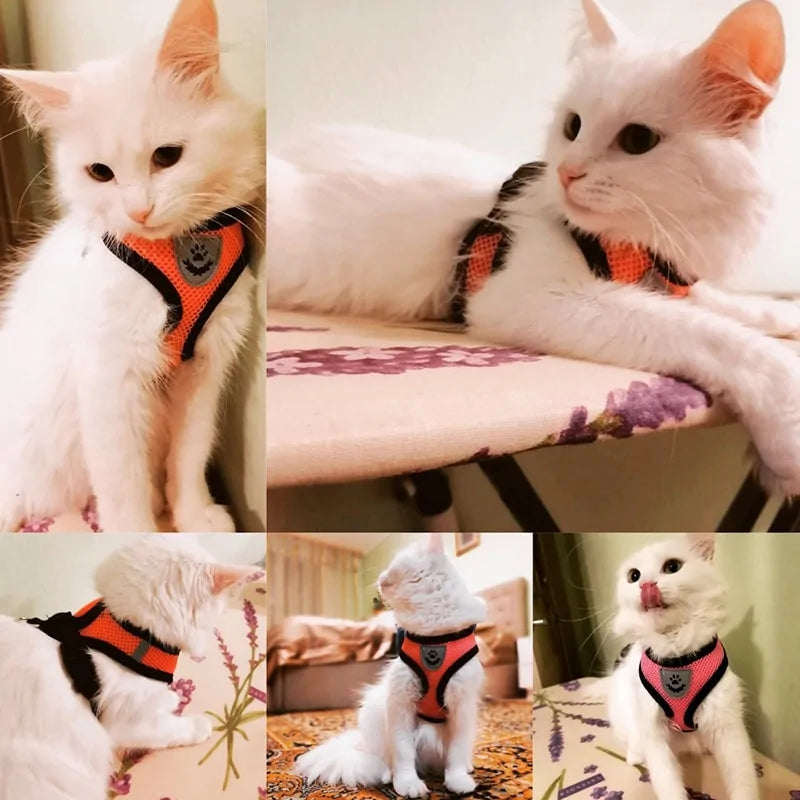 Pawsome Comfort Harness